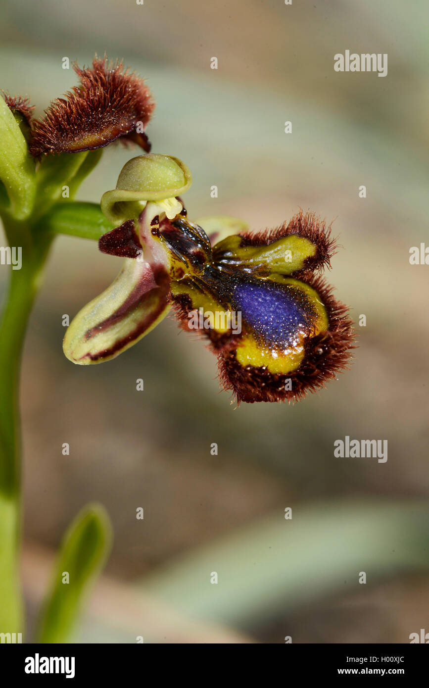 Mirror orchid, Mirror ophrys, varnished ophrys (Ophrys ciliata, Ophrys speculum), flower, Spain, Balearen, Majorca Stock Photo