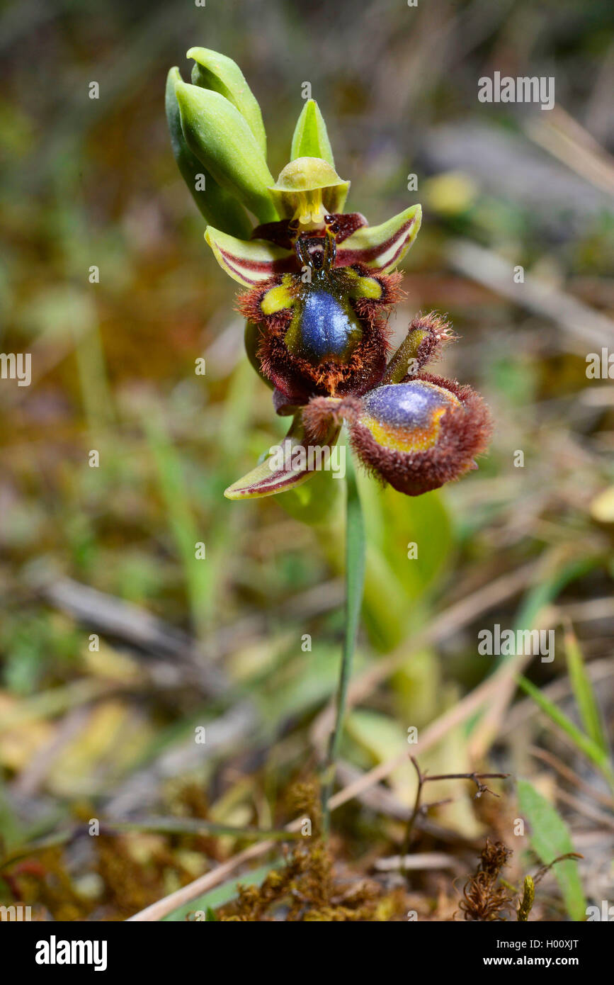 Mirror orchid, Mirror ophrys, varnished ophrys (Ophrys ciliata, Ophrys speculum), blooming, Spain, Balearen, Majorca Stock Photo