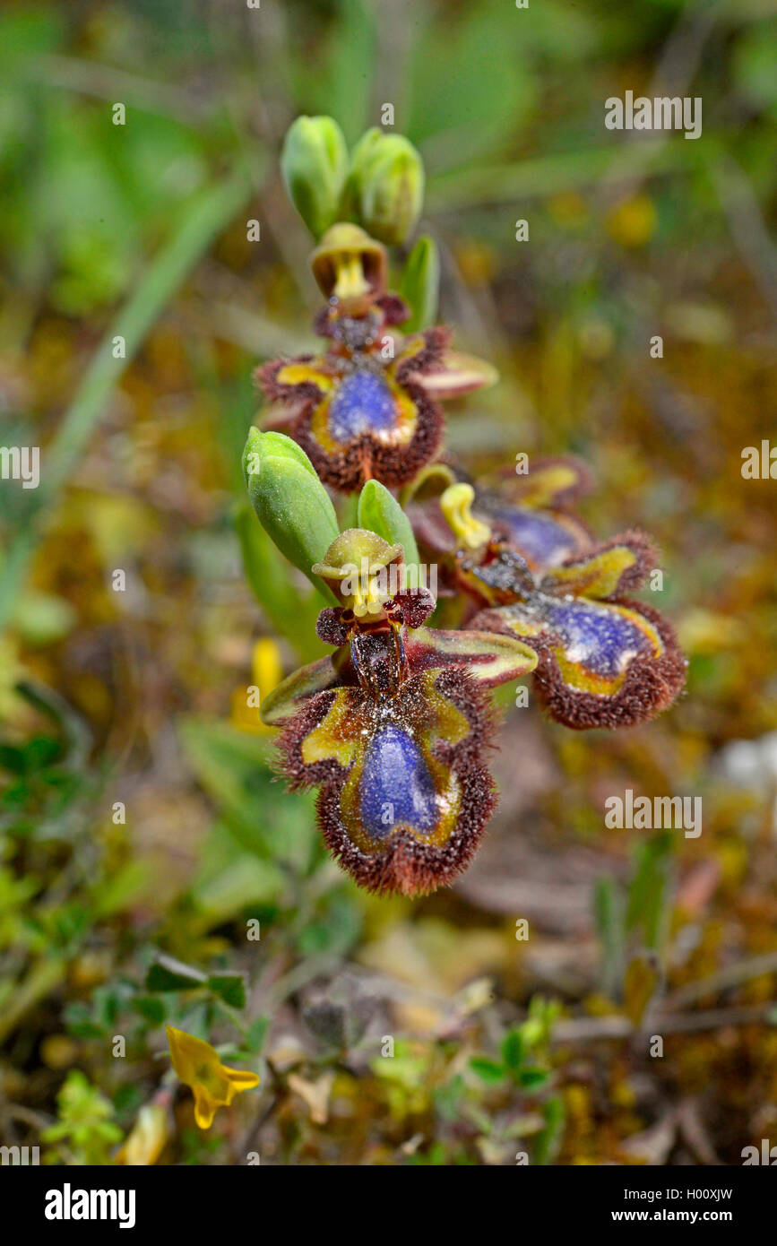 Mirror orchid, Mirror ophrys, varnished ophrys (Ophrys ciliata, Ophrys speculum), blooming, Spain, Balearen, Majorca Stock Photo