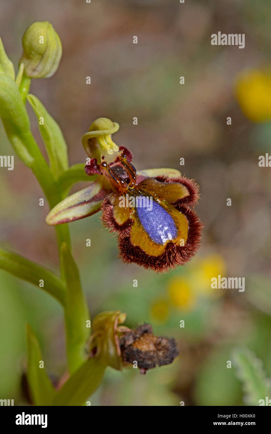 Mirror orchid, Mirror ophrys, varnished ophrys (Ophrys ciliata, Ophrys speculum), blooming, Spain, Balearen, Majorca Stock Photo