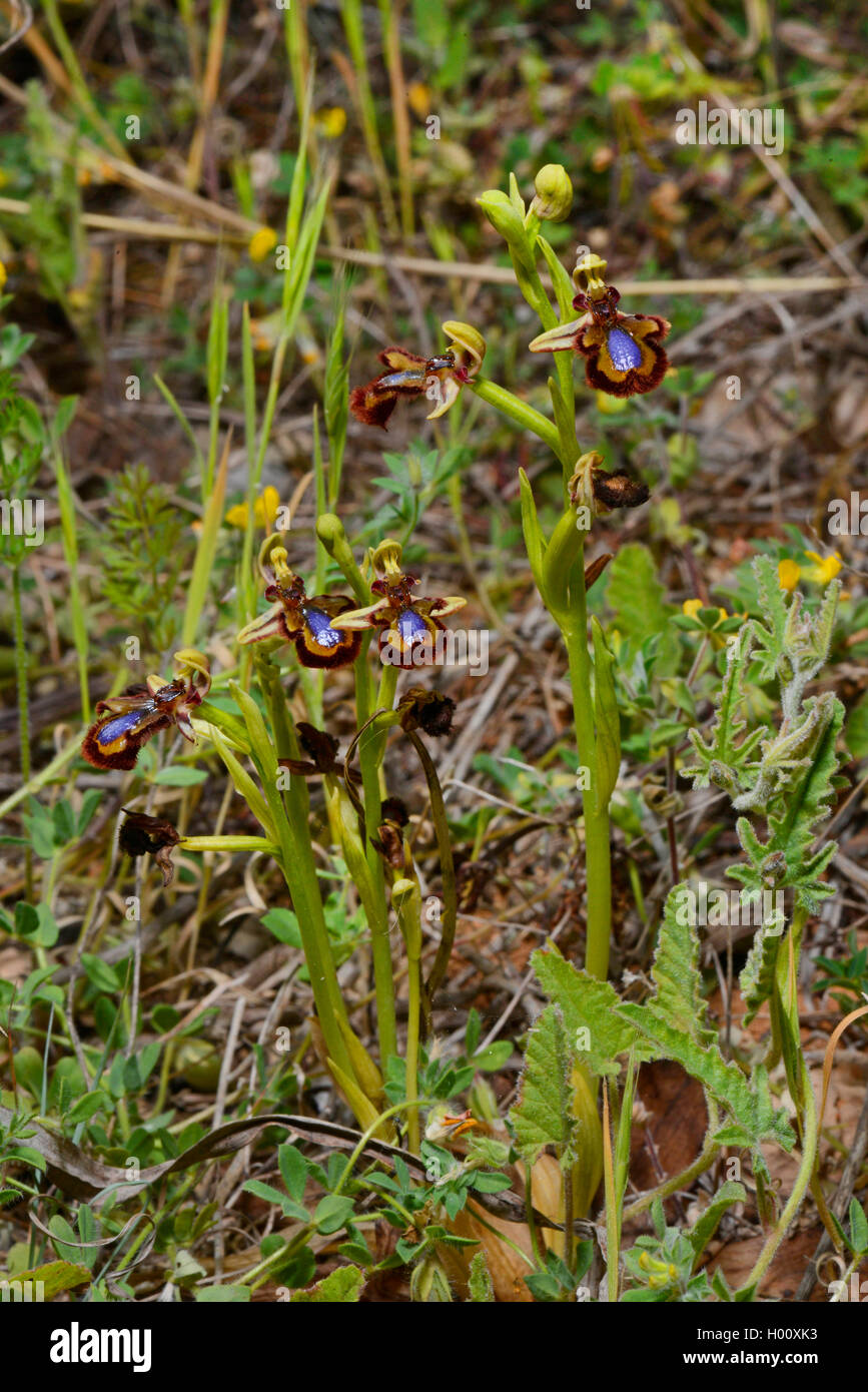 Mirror orchid, Mirror ophrys, varnished ophrys (Ophrys ciliata, Ophrys speculum), blooming, Spain, Balearen, Ibiza Stock Photo
