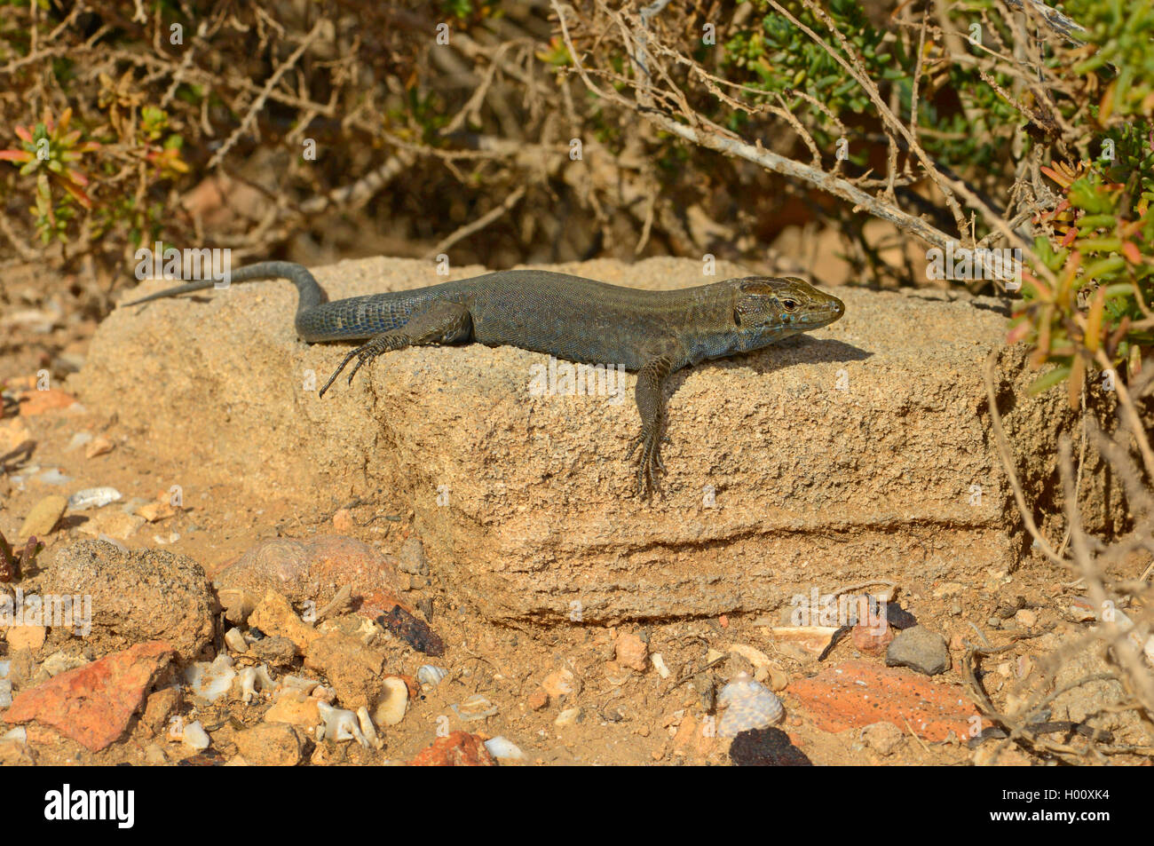 Lilford's wall lizard, Lilfords wall lizard (Podarcis lilfordi jordansi, Podarcis jordansi), sunbaths on a stone, Spain, Balearen, Majorca Stock Photo