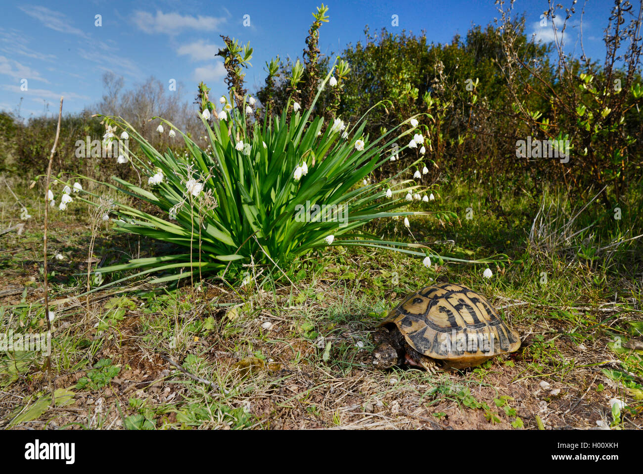 Hermann's tortoise, Greek tortoise (Testudo hermanni), dead tortoise next to Leucojum aesticum, Spain, Balearen, Menorca Stock Photo