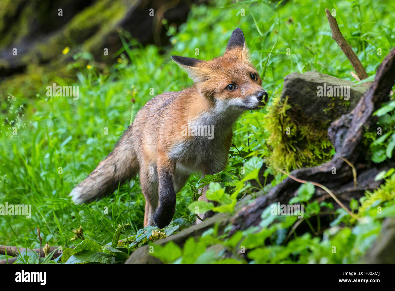 Rotfuchs, Rot-Fuchs (Vulpes vulpes), juveniler Fuchs sucht Nahrung auf einer Waldwiese, Schweiz, Sankt Gallen, Rheineck | red fo Stock Photo