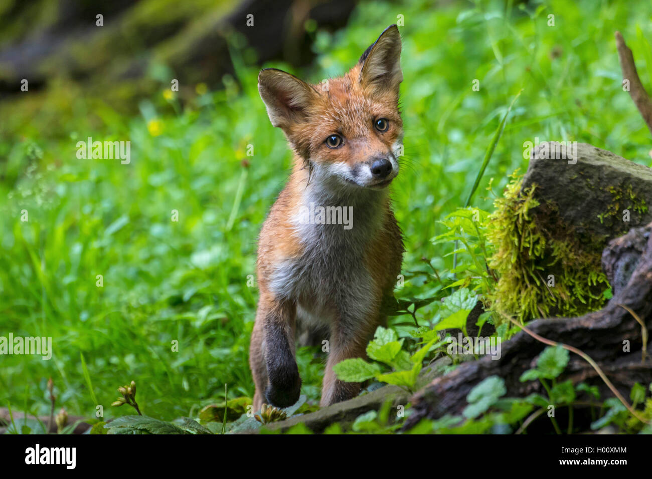 Rotfuchs, Rot-Fuchs (Vulpes vulpes), Fuchswelpe sucht Nahrung auf einer Waldwiese, Vorderansicht, Schweiz, Sankt Gallen, Rheinec Stock Photo