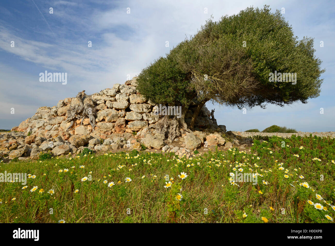olive tree (Olea europaea), relikts of a historic Naveta grave from the Talayot culture (850-550 B.C.) on Menorca, Spain, Balearen, Menorca, Ciutadella de Menorca Stock Photo