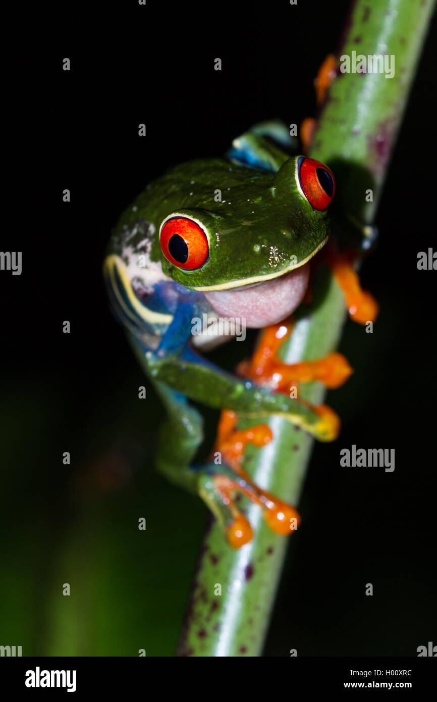 close up of a wild red eyed tree frog at night in a tropical setting near Arenal in Costa Rica Stock Photo