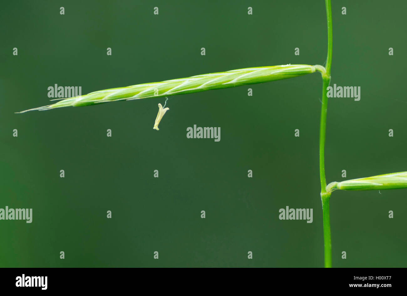 tor-grass (Brachypodium pinnatum), spiklet, Germany, Bavaria, Oberbayern, Upper Bavaria Stock Photo