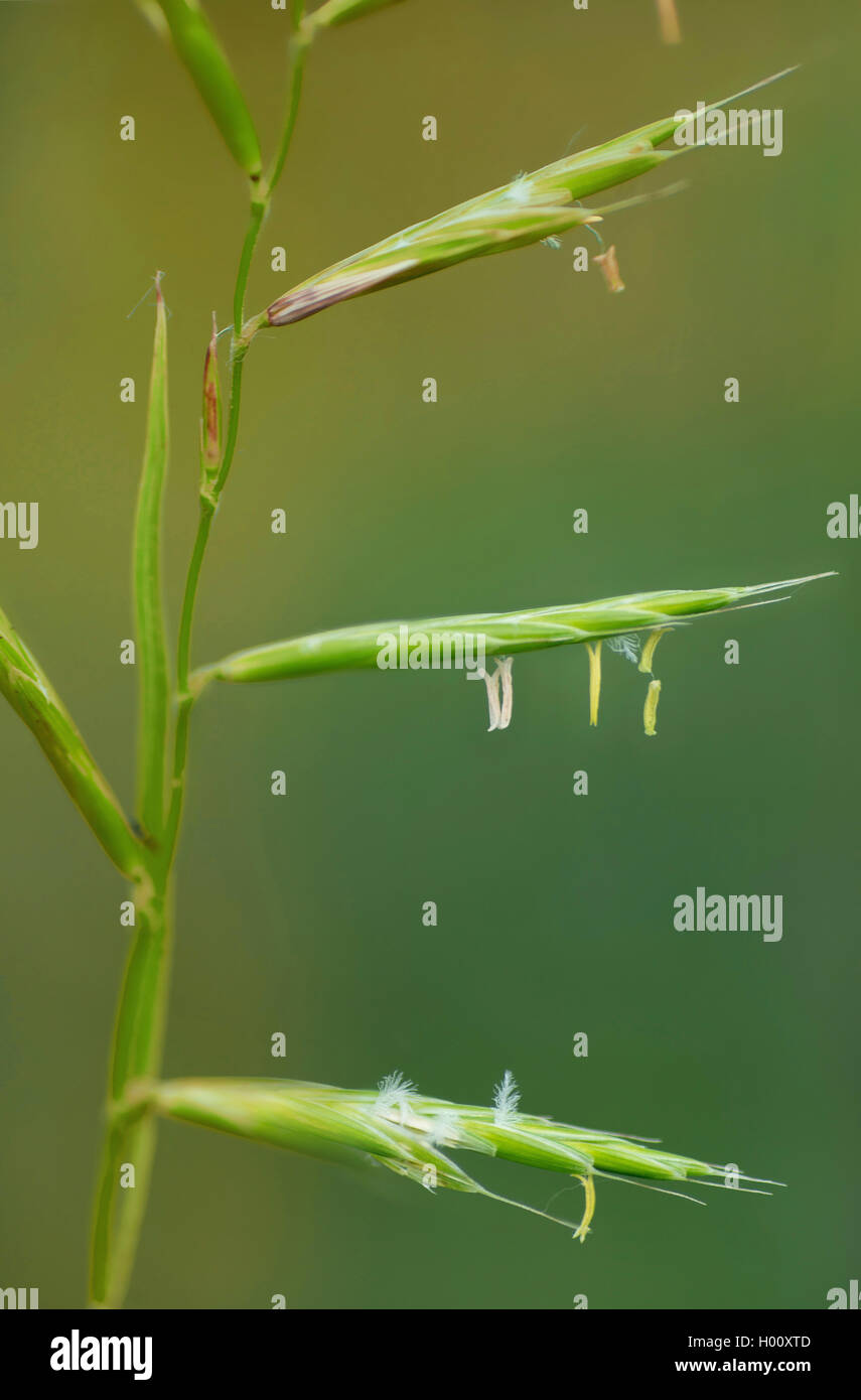 tor-grass (Brachypodium pinnatum), spiklet, Germany, Bavaria, Oberbayern, Upper Bavaria Stock Photo