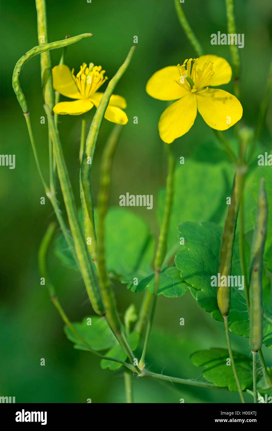 Grosses Schoellkraut (Chelidonium majus), mit Blueten und jungen Fruechten, Deutschland, Bayern, Murnauer Moos | greater celandi Stock Photo