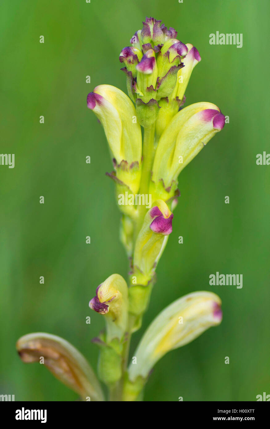 Karlszepter, Moorkoenig (Pedicularis sceptrum-carolinum), Bluetenstand, Deutschland, Bayern, Murnauer Moos | Moor-king, Moorking Stock Photo