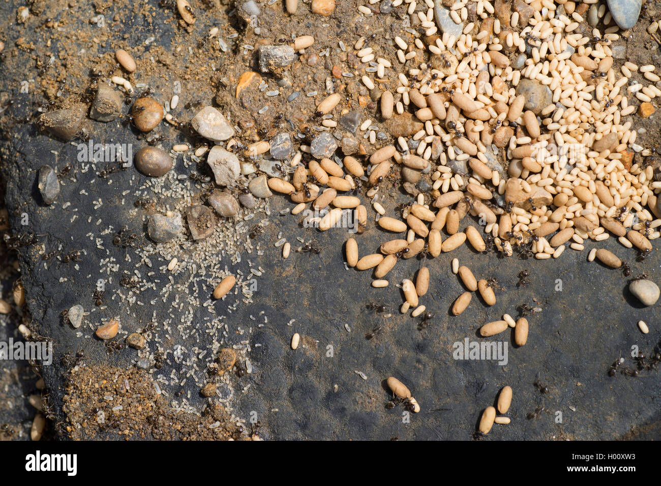 negro ant (Formica fusca), ant nest, Germany, Bavaria, Murnauer Moos Stock Photo