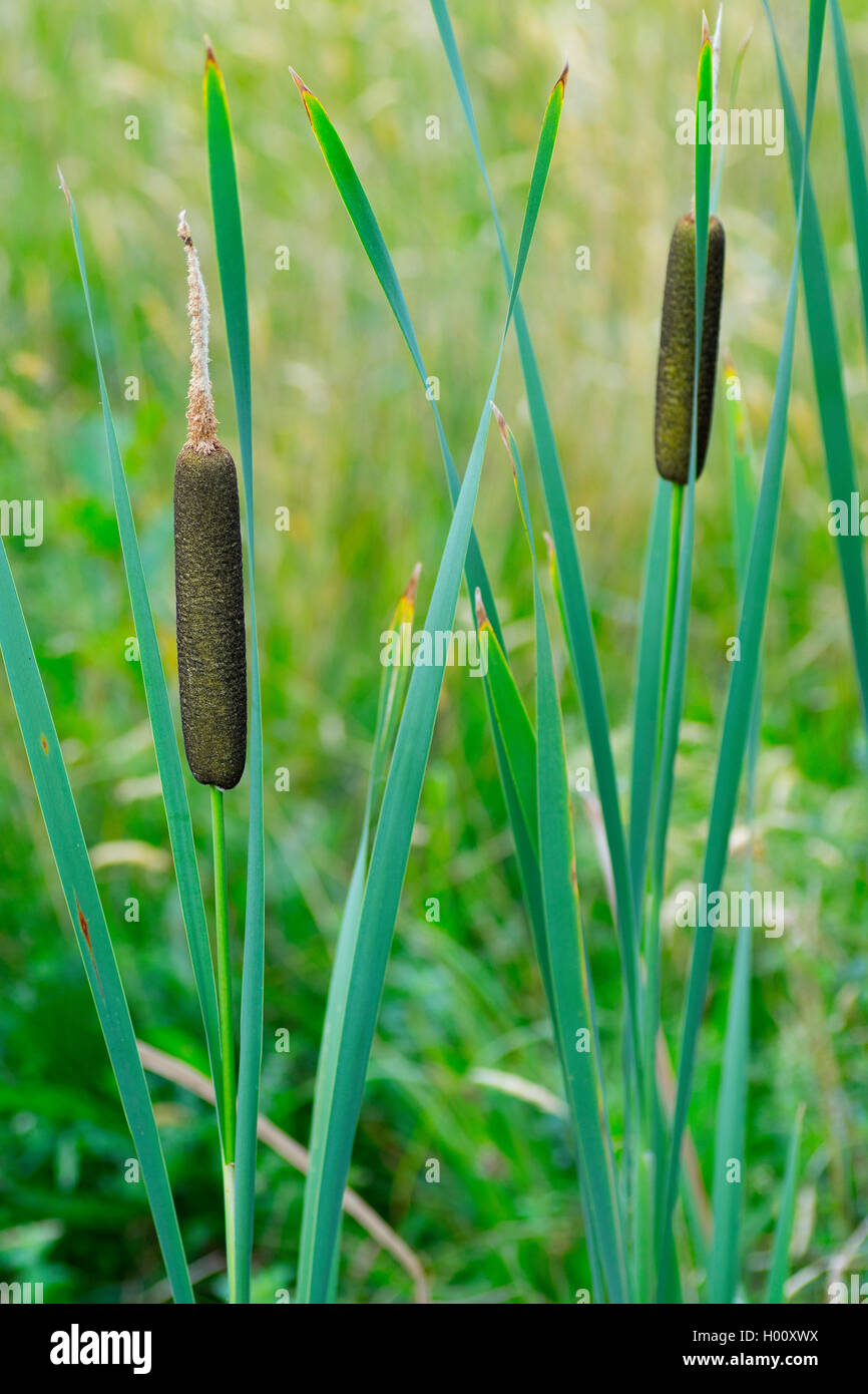 common cattail, broad-leaved cattail, broad-leaved cat's tail, great reedmace, bulrush (Typha latifolia), with infructescences, Germany, Bavaria, Murnauer Moos Stock Photo