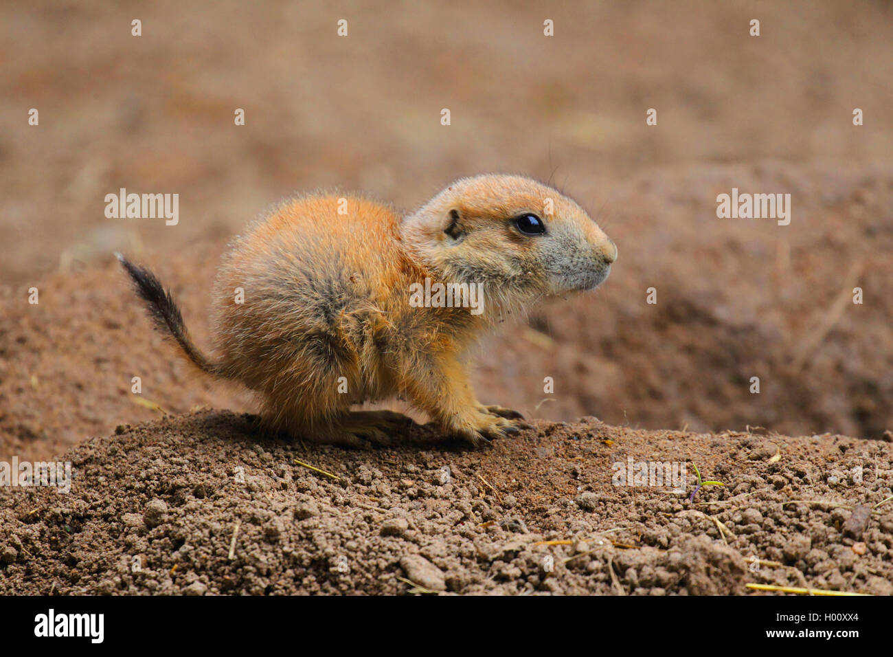 black-tailed prairie dog, Plains prairie dog (Cynomys ludovicianus), pup Stock Photo