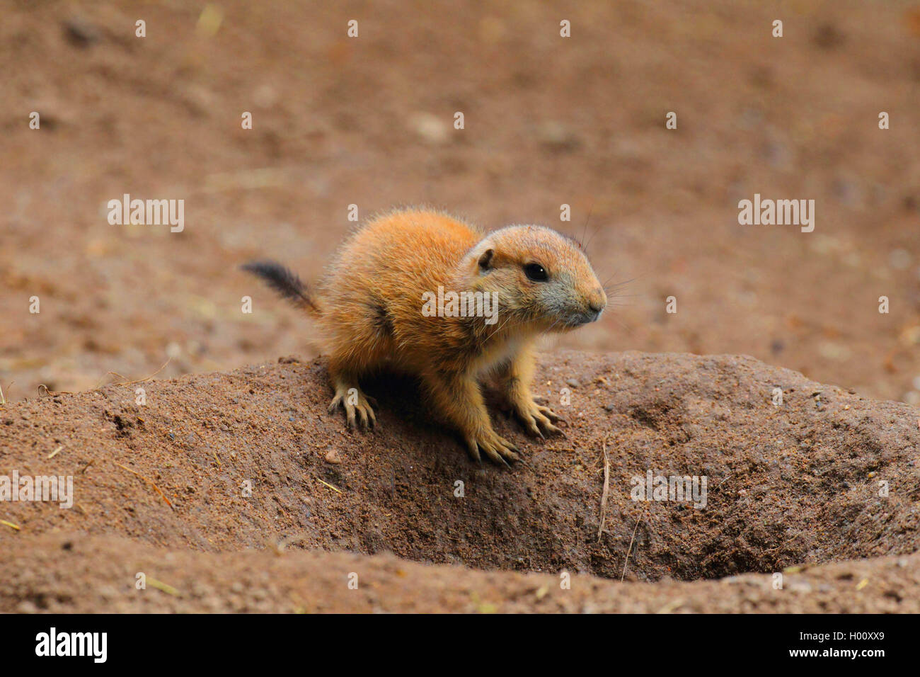 black-tailed prairie dog, Plains prairie dog (Cynomys ludovicianus), pup at the den Stock Photo
