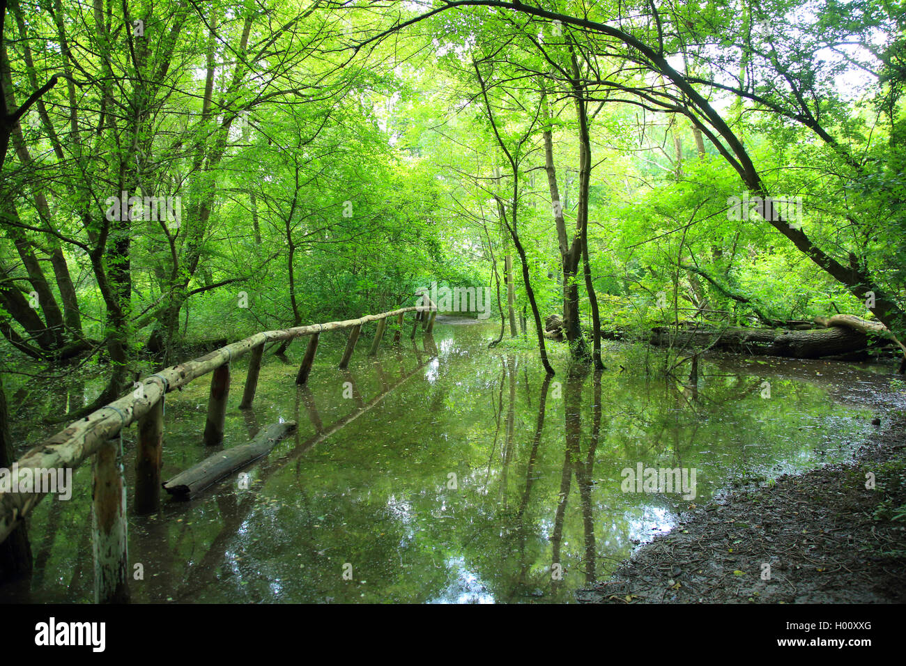 high water in floodplain forest in summer, Germany, Baden-Wuerttemberg Stock Photo