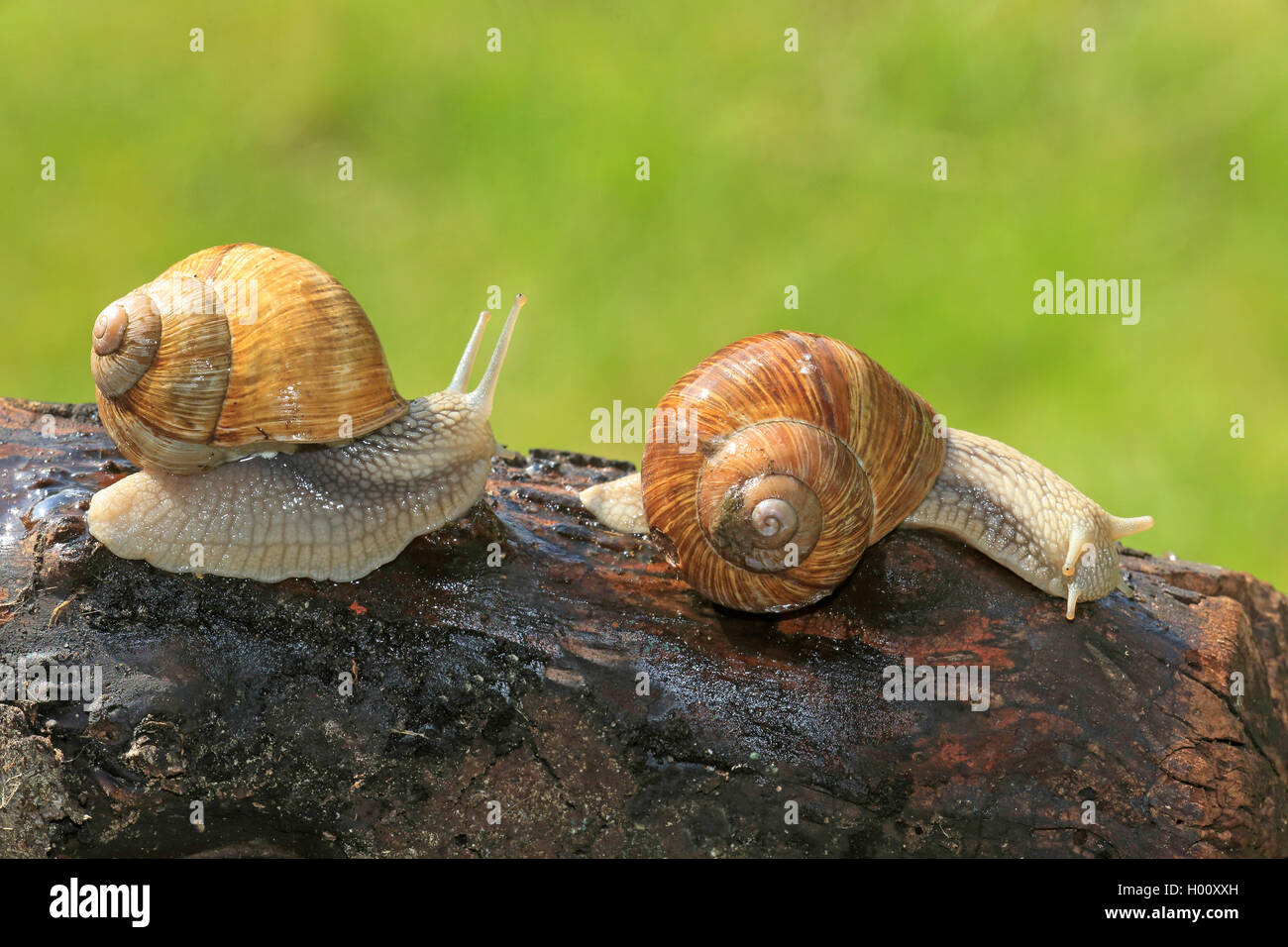 Roman snail, escargot, escargot snail, edible snail, apple snail