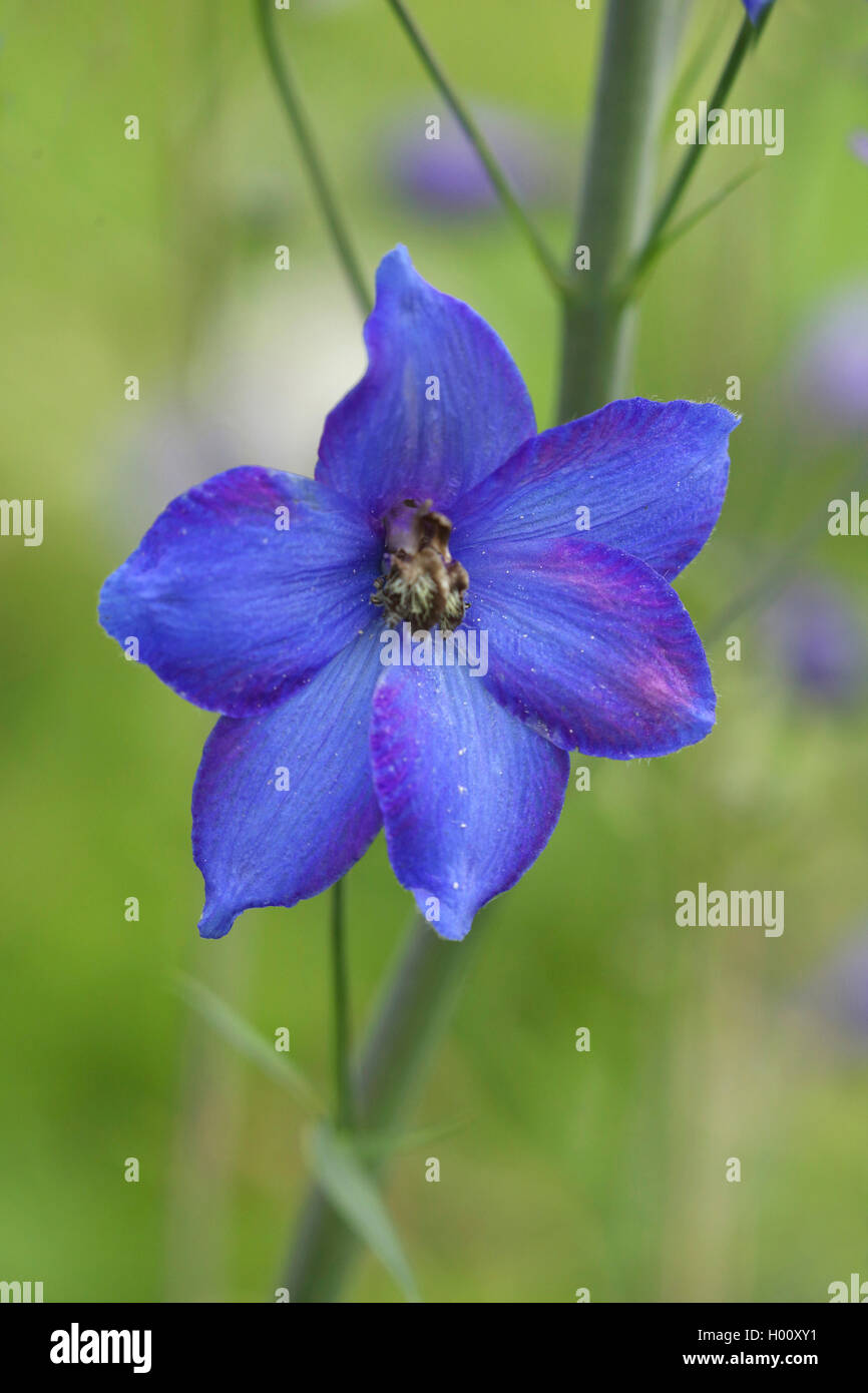 Candle Larkspur High Resolution Stock Photography and Images - Alamy