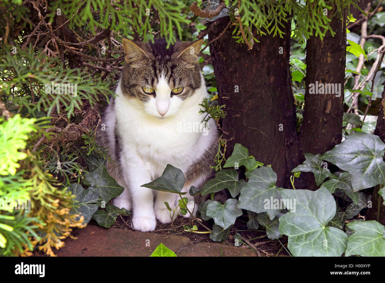 domestic cat, house cat (Felis silvestris f. catus), sits in the garden under a thuja, Germany Stock Photo
