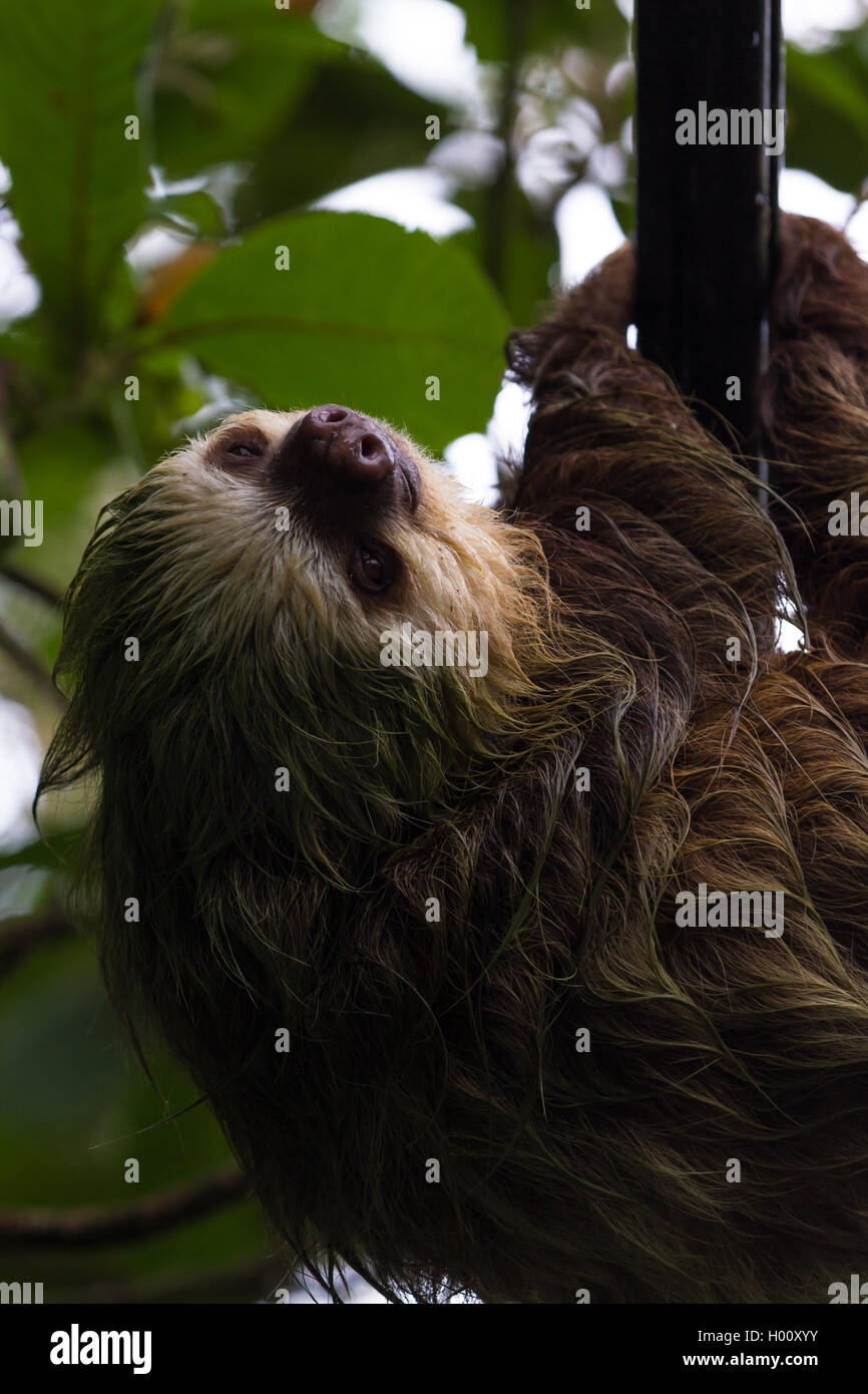 close up of a small sloth crossing the road using the power lines in