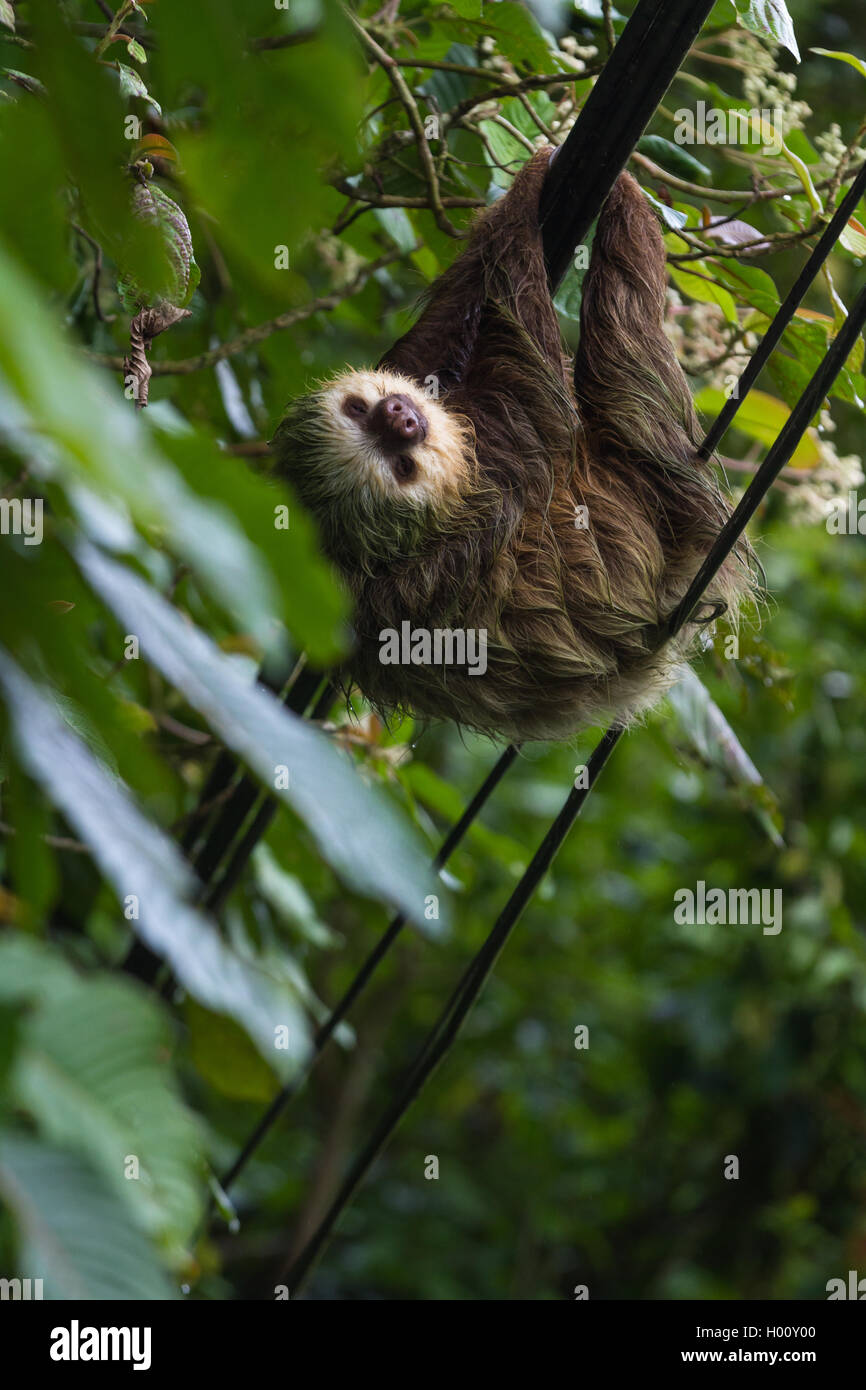 close up of a small sloth crossing the road using the power lines in