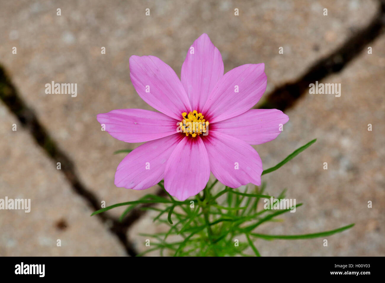 Schmuckkoerbchen, Schmuck-Koerbchen, Fiederblaettrige Schmuckblume, Cosmea, Kosmee (Cosmos bipinnatus), verwildert in einer Pfla Stock Photo