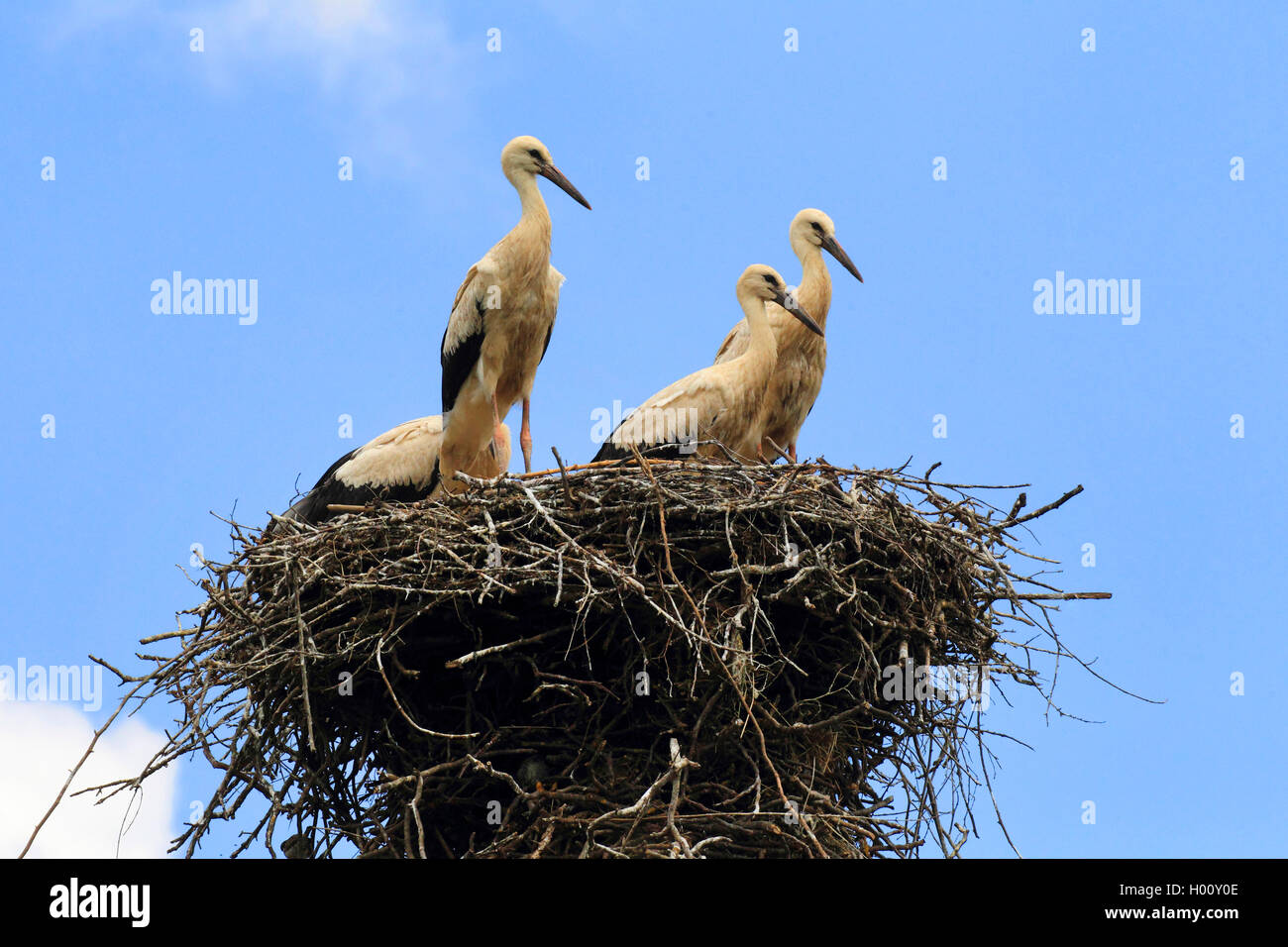 white stork (Ciconia ciconia), with young birds in the nest, Germany Stock Photo