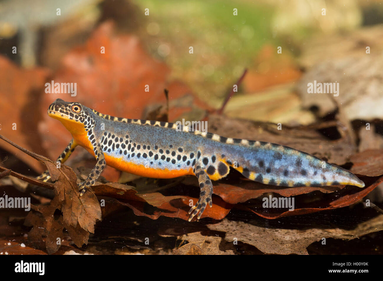 Bergmolch, Berg-Molch, Alpenmolch, Alpen-Molch (Triturus alpestris, Ichthyosaura alpestris, Mesotriton alpestris), Maennchen in  Stock Photo