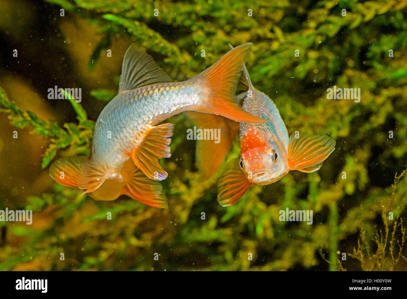 red shiner (Notropis lutrensis, Cyprinella lutrensis), rivaling males with nuptial colouration Stock Photo