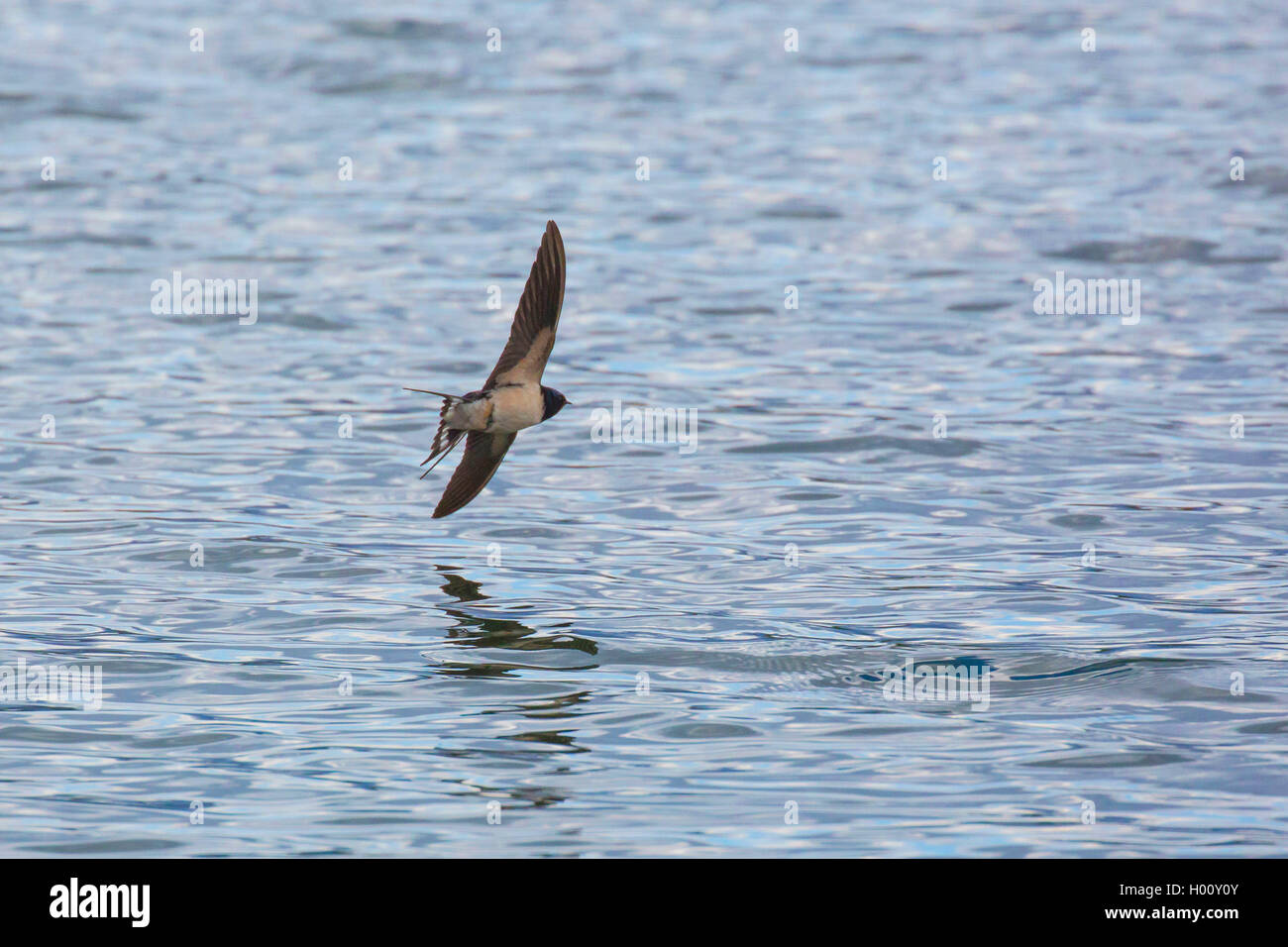 barn swallow (Hirundo rustica), hunts insects near the water surface, Germany, Bavaria, Lake Chiemsee Stock Photo