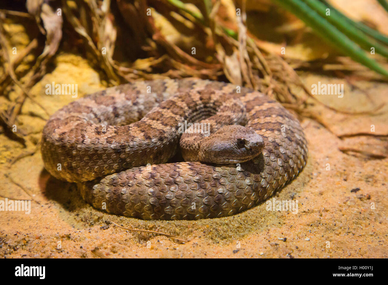 Western rattlesnake (Crotalus viridis), rolled-up Stock Photo