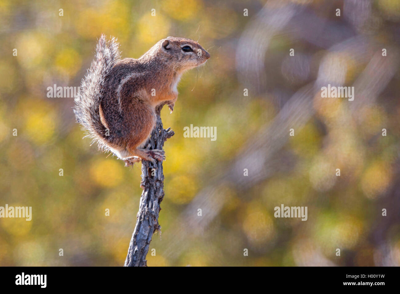 Harris's antelope squirrel (Ammospermophilus harrisii), sits on top of a twig , peering, USA, Arizona, Sonoran Stock Photo