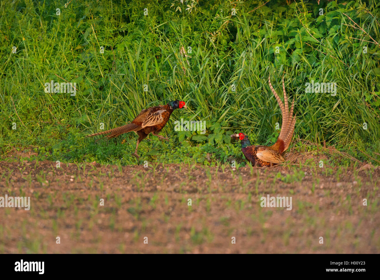 Fasan, Ringfasan, Jagdfasan (Phasianus colchicus), zwei kaempfende Fasanenhaehne am Ackerrand, Deutschland, Bayern, Erdinger Moo Stock Photo