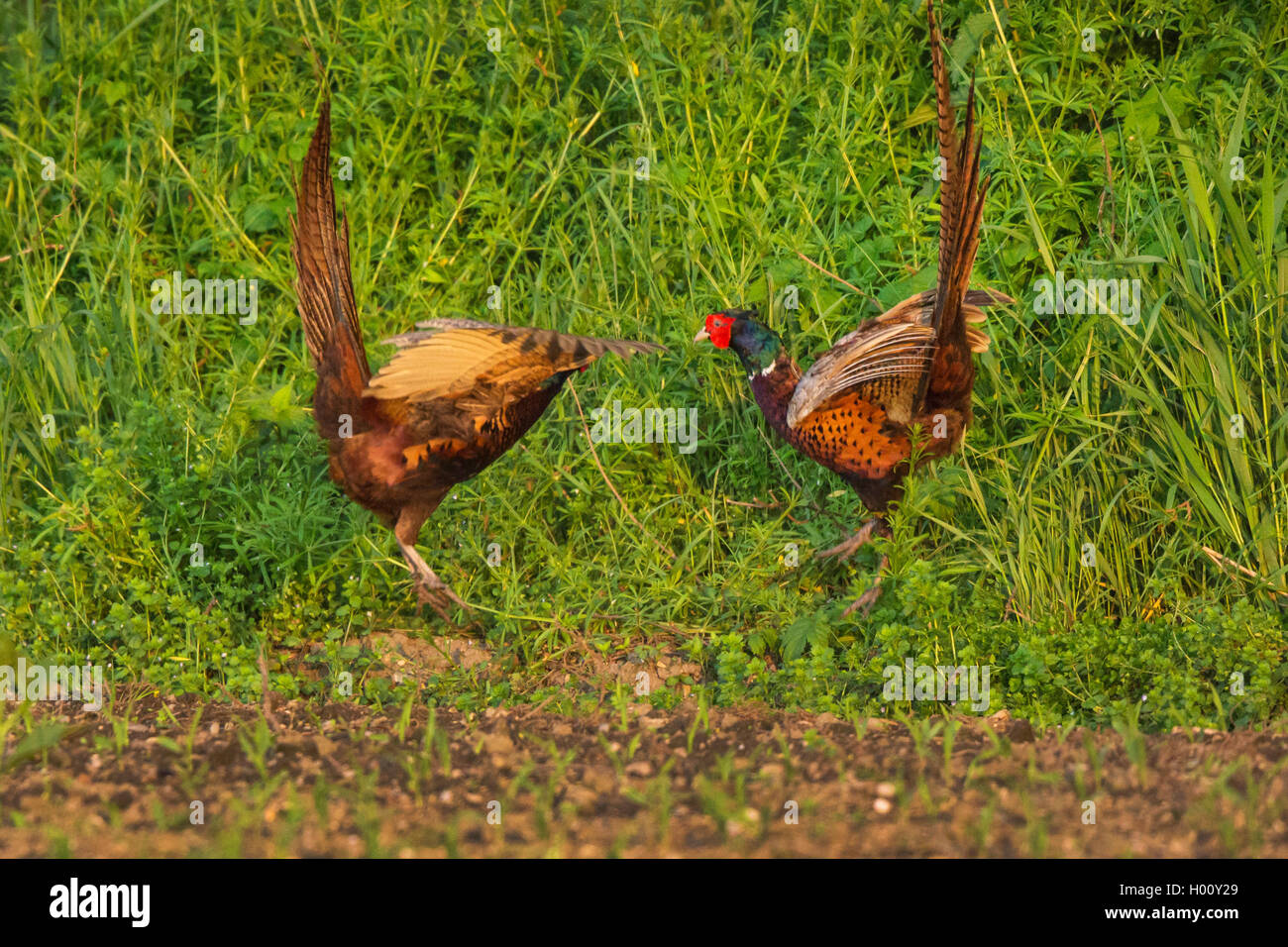 Fasan, Ringfasan, Jagdfasan (Phasianus colchicus), zwei kaempfende Fasanenhaehne am Ackerrand, Deutschland, Bayern, Erdinger Moo Stock Photo