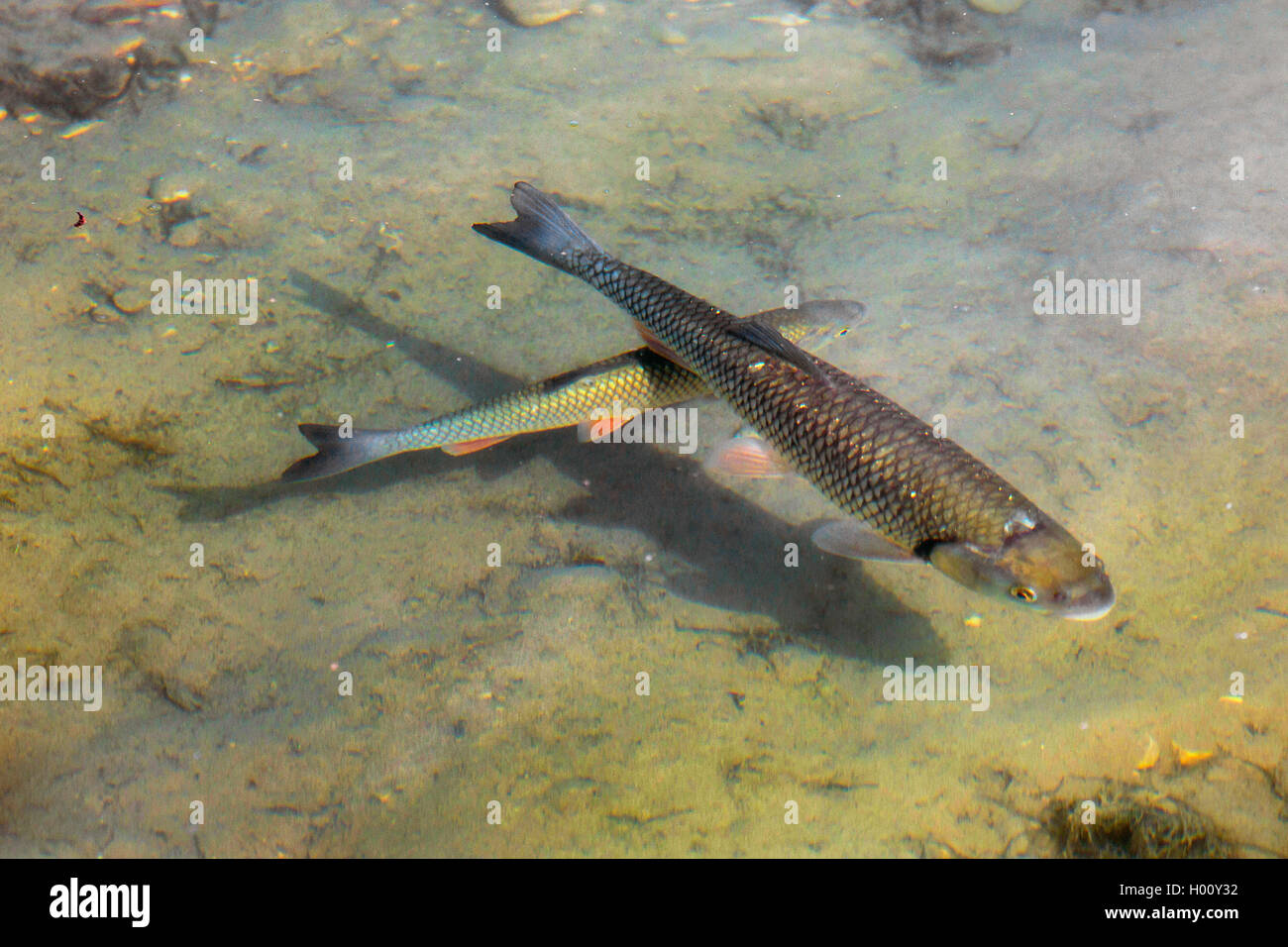 chub (Leuciscus cephalus), swim in shallow water, Germany, Bavaria, Riemer See Stock Photo