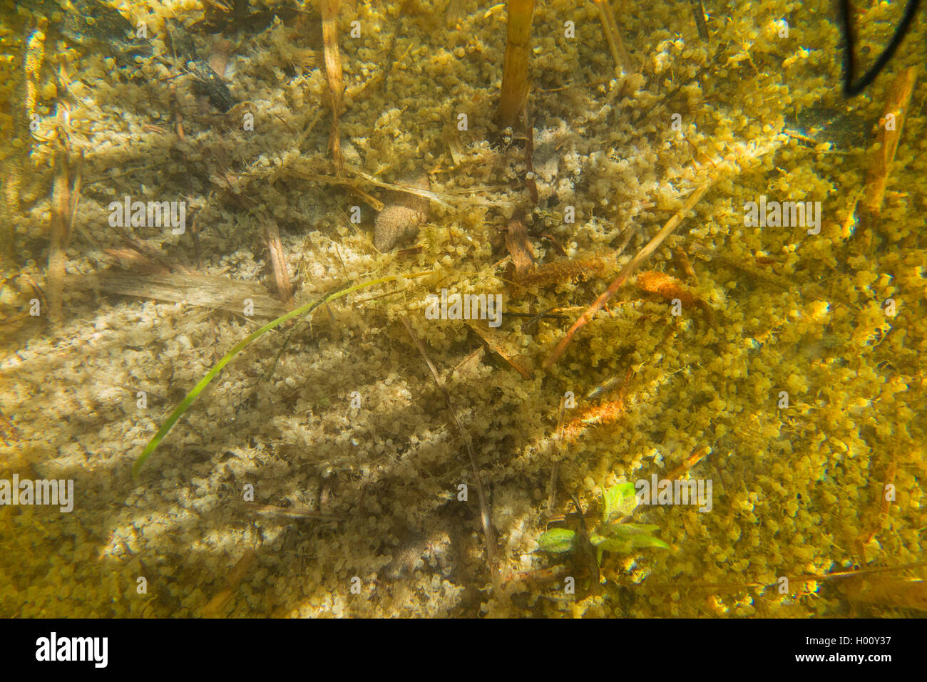common bream, freshwater bream, carp bream (Abramis brama), spawning place, lake bottom with lots of eggs, Germany, Bavaria, Lake Chiemsee Stock Photo