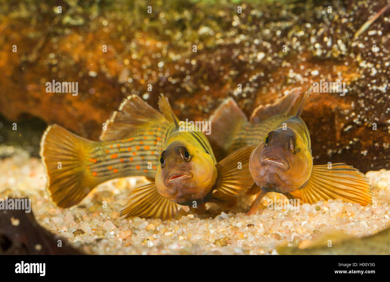 Bluebreast Darter  (Etheostoma camurum), rivaling males Stock Photo