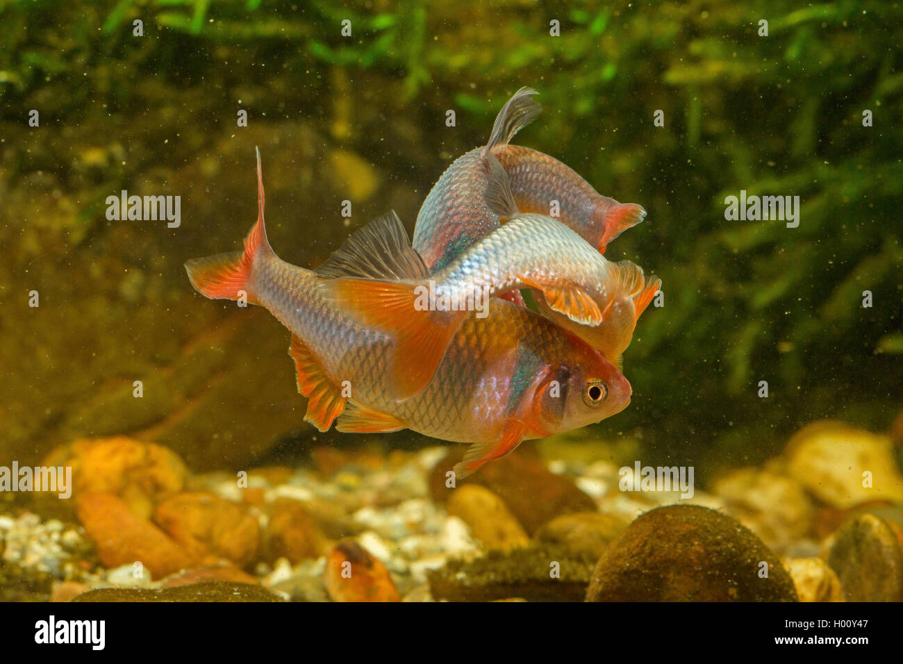 red shiner (Notropis lutrensis, Cyprinella lutrensis), rivaling males with nuptial colouration Stock Photo