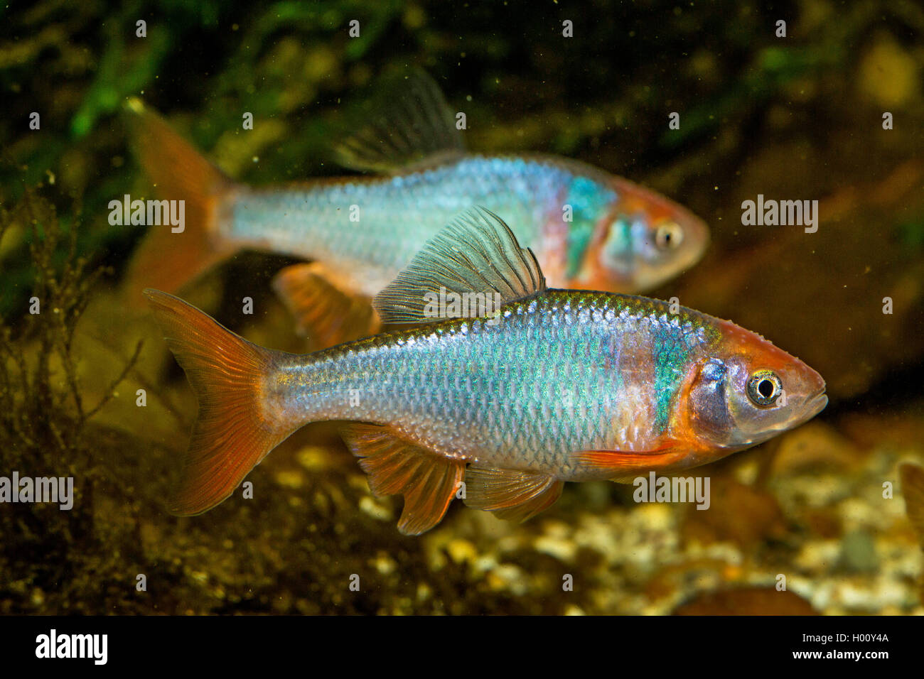 red shiner (Notropis lutrensis, Cyprinella lutrensis), males with nuptial colouration Stock Photo