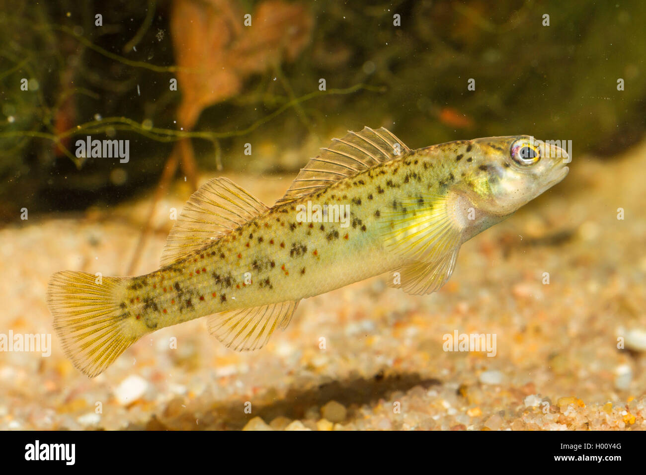 Bluebreast Darter  (Etheostoma camurum), female Stock Photo