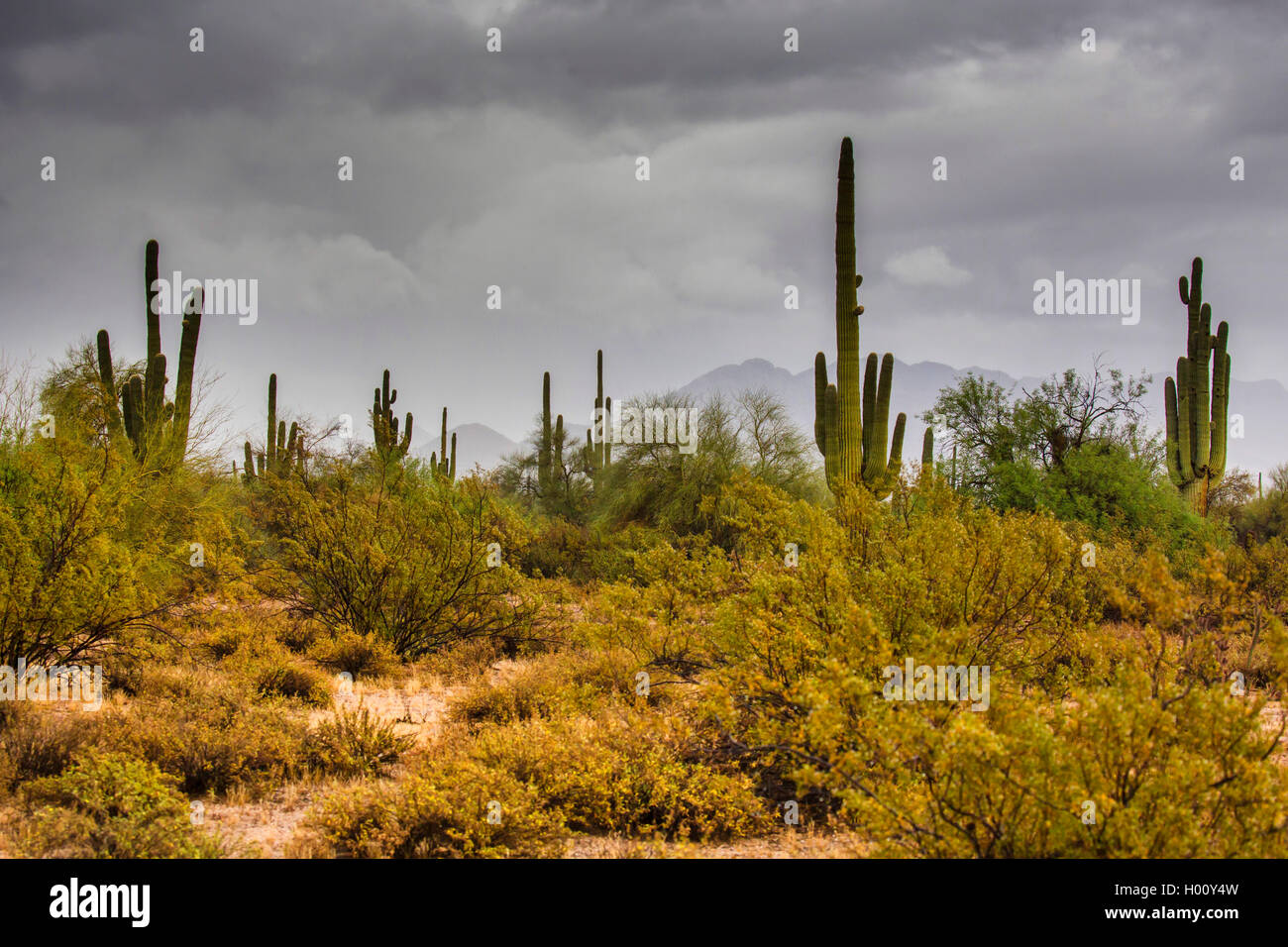 Saguaro-Kaktus, Saguarokaktus, Riesenkaktus, Kandelaberkaktus (Carnegiea gigantea, Cereus giganteus), zahlreiche Pflanzen, nach  Stock Photo