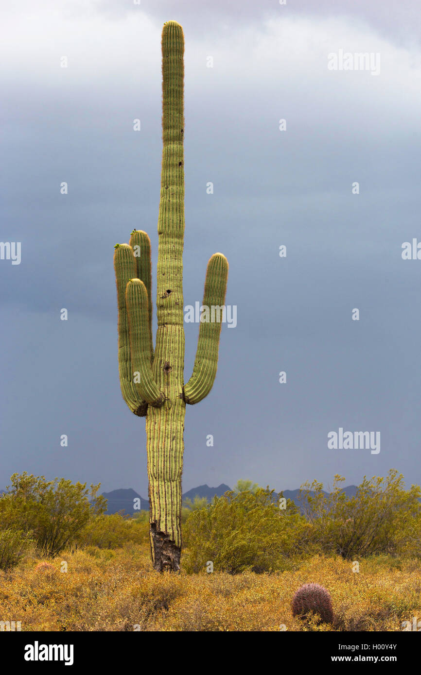 Saguaro-Kaktus, Saguarokaktus, Riesenkaktus, Kandelaberkaktus (Carnegiea gigantea, Cereus giganteus), vor abziehendem Gewitter , Stock Photo