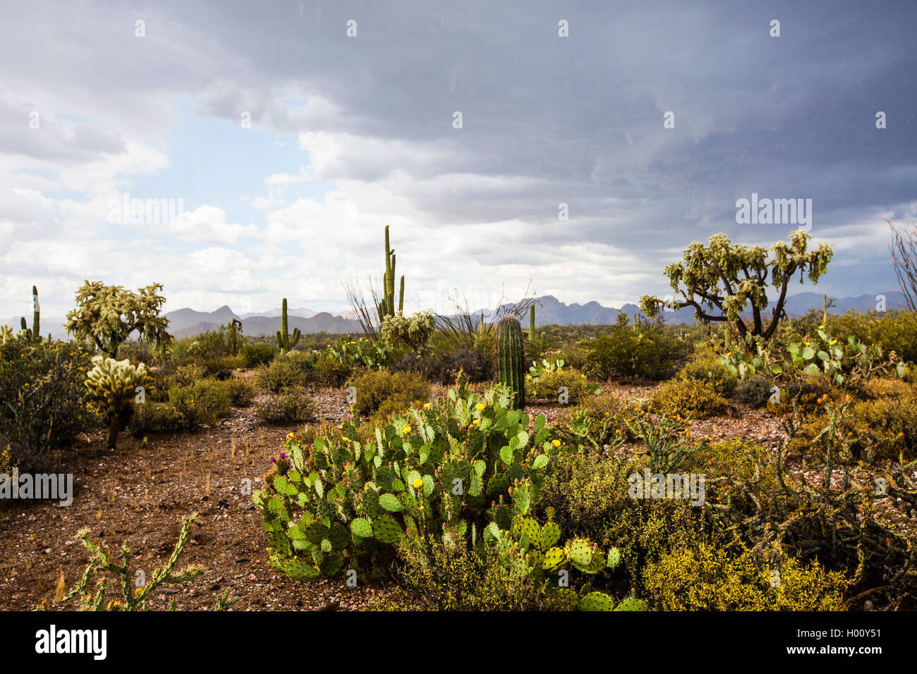 Gewitter ueber der Wueste, USA, Arizona, Sonora | thunderstorm over the desert, USA, Arizona, Sonoran | BLWS430940.jpg [ (c) bli Stock Photo