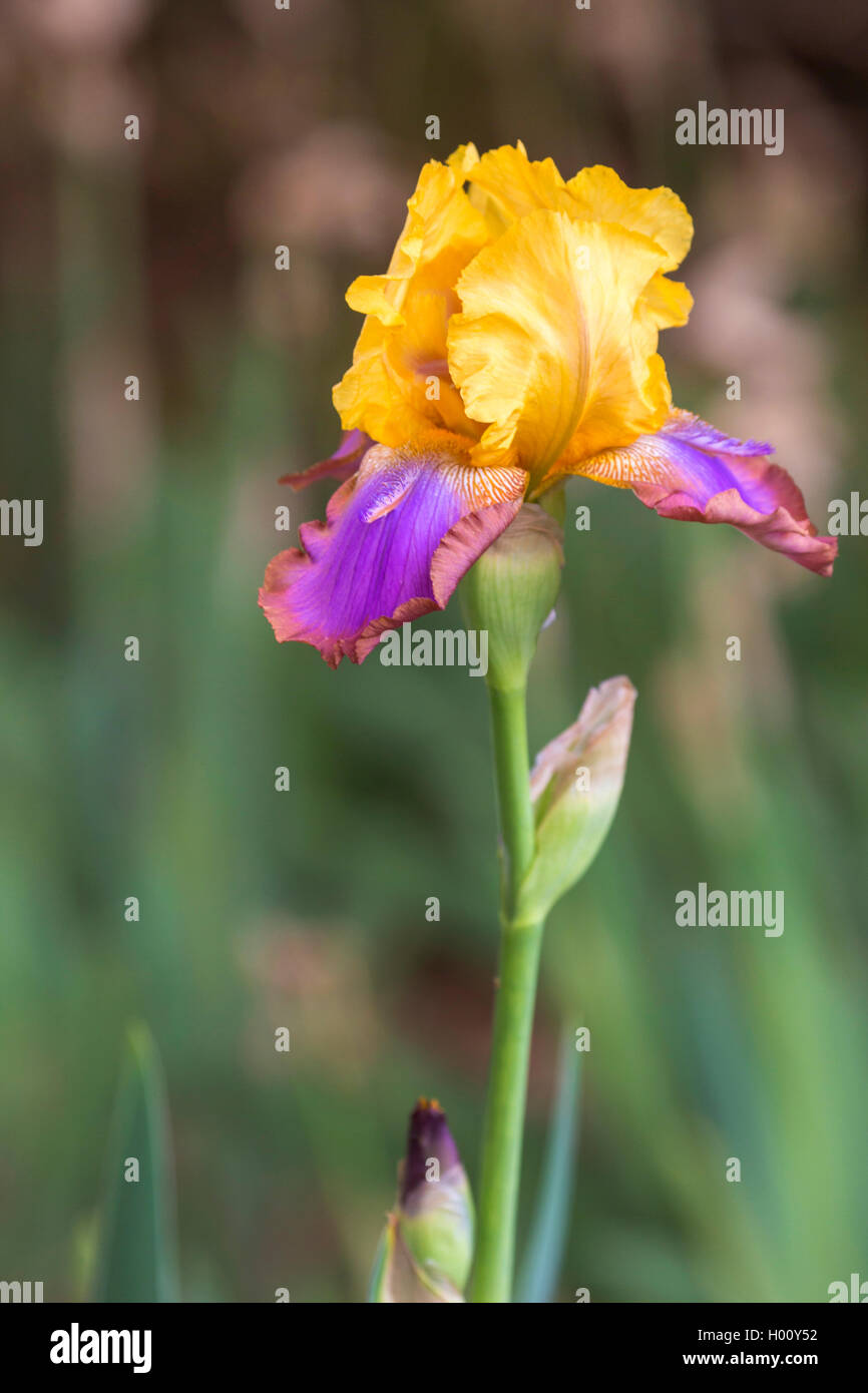 fleur-de-lis (Iris spec.), flower, USA, Arizona Stock Photo