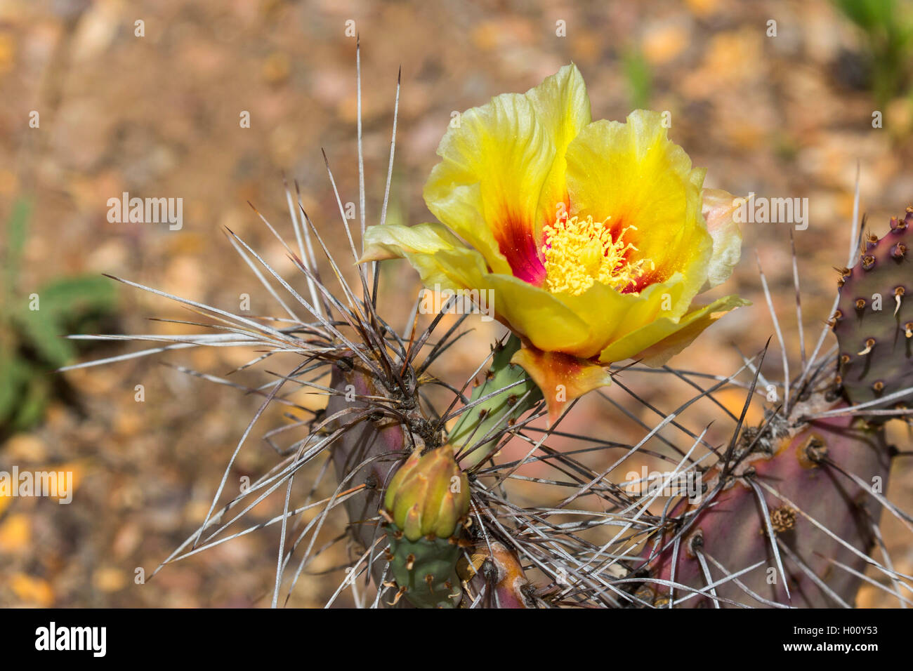 Opuntia, Opuntia macrocentra (Opuntia macrocentra), Bluete, USA, Arizona | Long-Spined Prickly Pear (Opuntia macrocentra), flowe Stock Photo