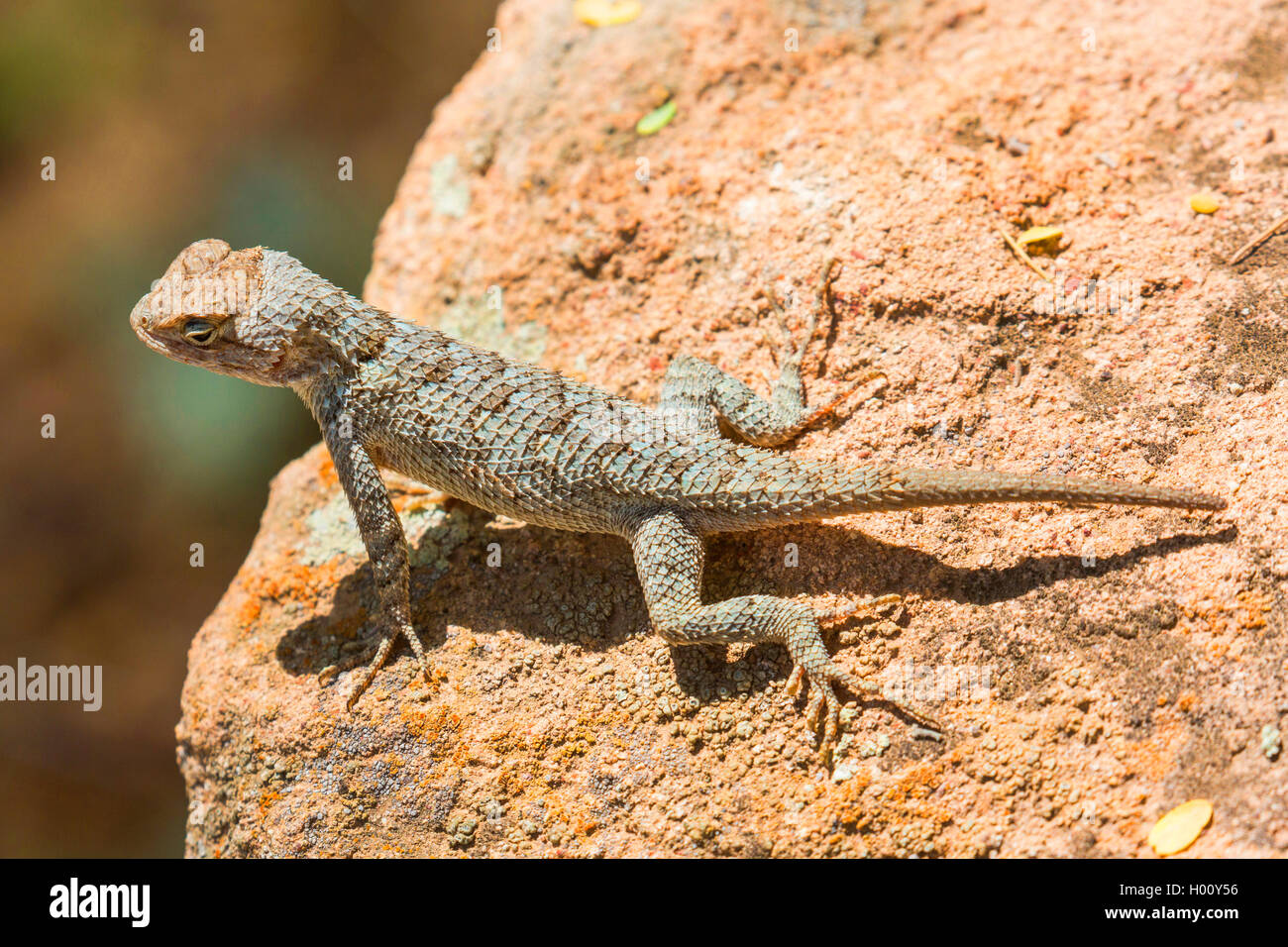 Clark's Spiny Lizard  (Sceloporus clarkii), sits on a stone in the sun, USA, Arizona Stock Photo
