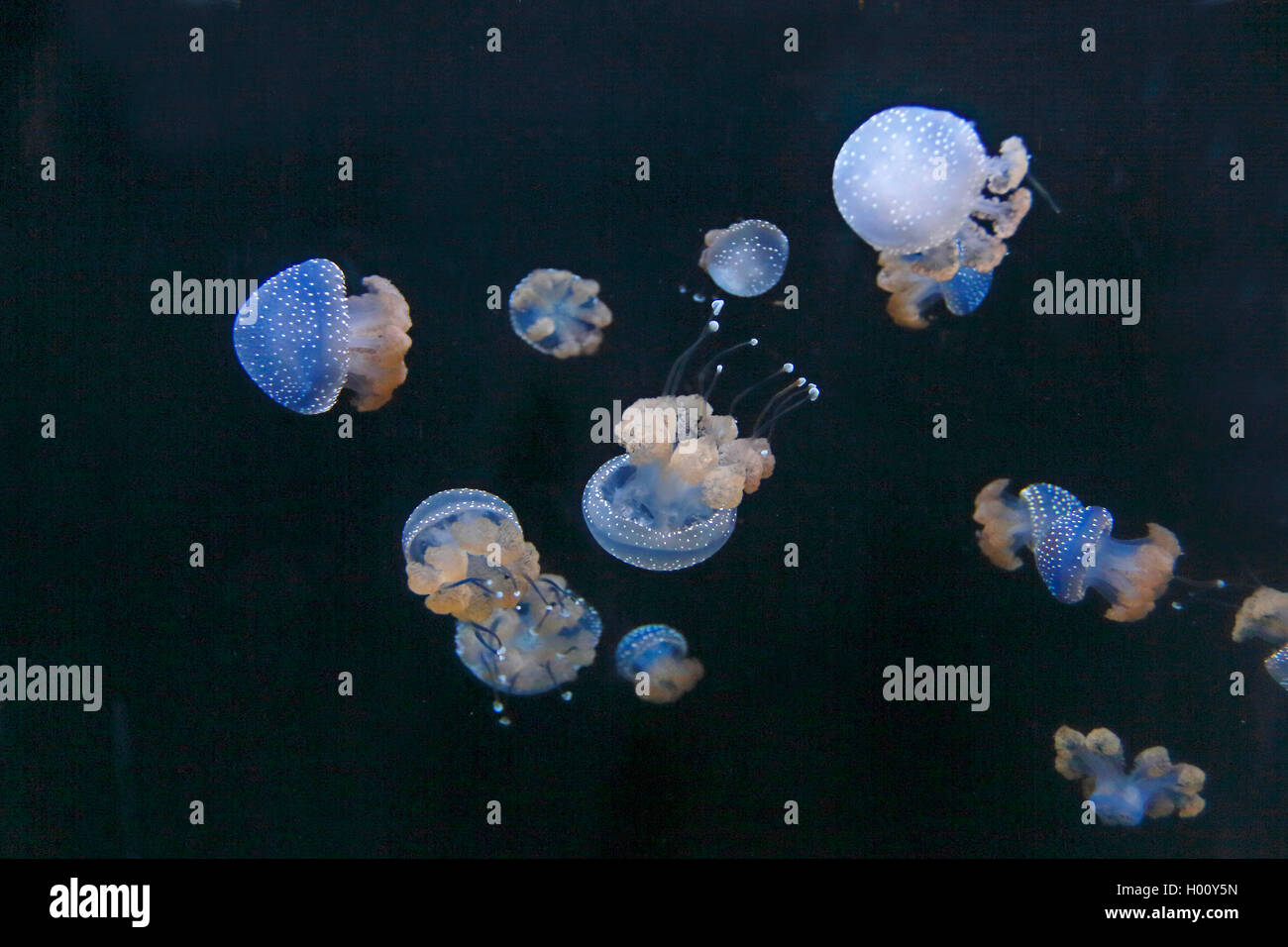 Australian Spotted Jellyfish (Phyllorhiza punctata), swimming jellyfishes, USA, Florida, Sarasota Aquarium Stock Photo