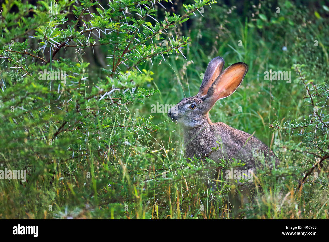 Scrub hare (Lepus saxatilis), eating in the bush, side view, South Africa, Western Cape, Bontebok National Park Stock Photo