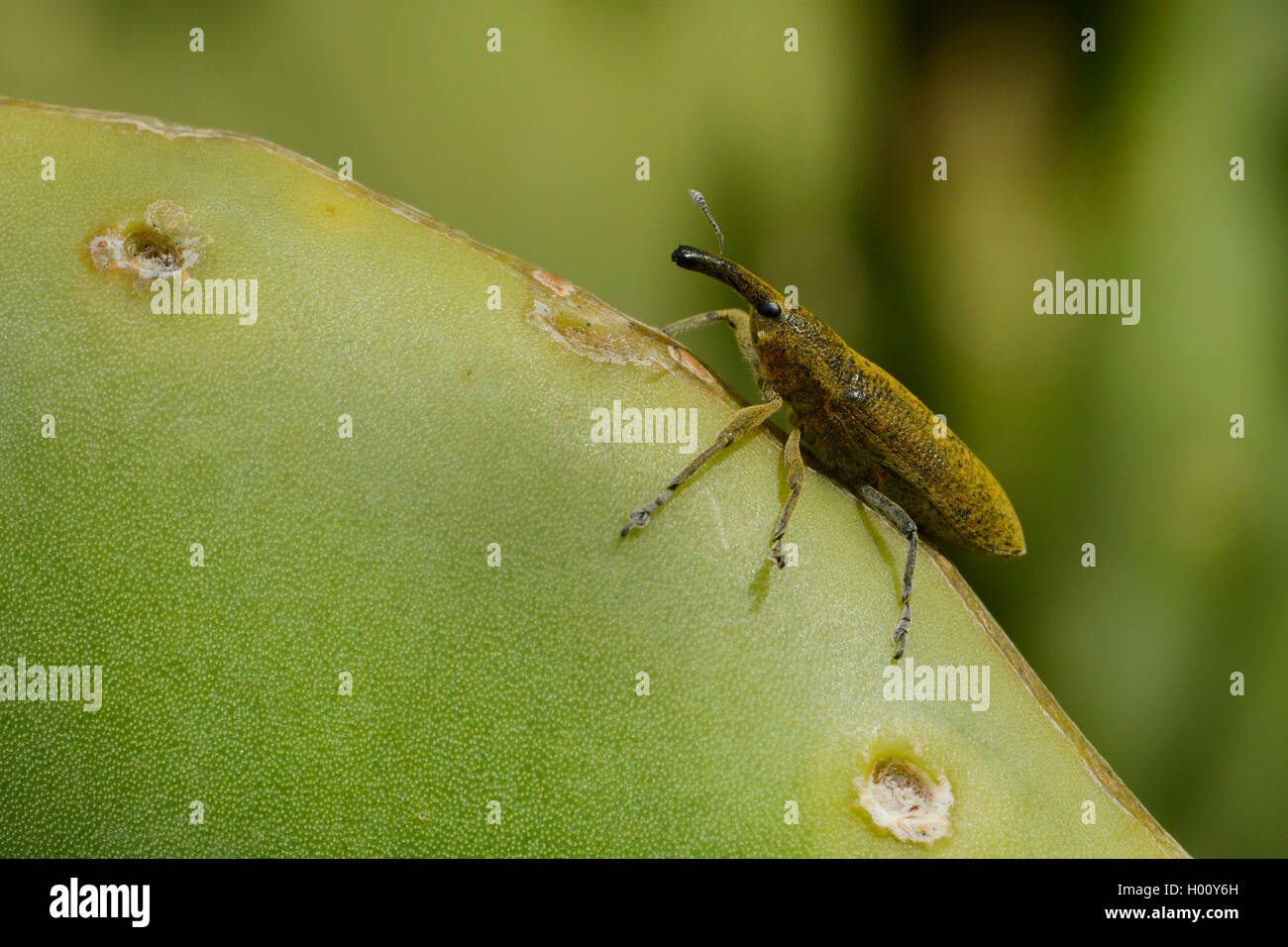 Ruesselkaefer (Curculionidae), Ruesselkaefer sitzt auf einer Kaktusfeige, Balearen, Ibiza, Ibiza Stadt, Eivissa | snout beetles, Stock Photo