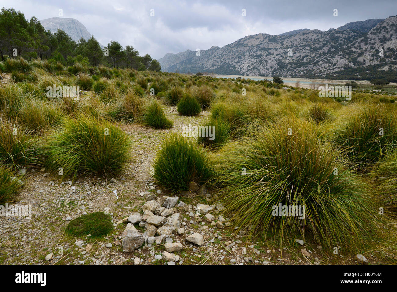 vegetation at storage lake Cuber in the Serra de Tramuntana, Spain, Balearen, Majorca, Serra de Tramuntana Stock Photo